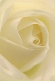 This intimate close-up draws you deep into the heart of a cream-white rose, as if you could nestle amongst its petals and feel the soft, dewy texture beneath your fingertips. The petals spiral with gentle precision, their luminosity catching subtle early morning light reminiscent of peaceful walks near New Eltham Station. Shadows curl between folds of ivory and pale buttercream, inviting the eye to explore every nuance of shape and depth. The emotion conveyed is one of quiet reverence-a serenity that envelops you like the hush before dawn, or a heartfelt embrace offered during times of remembrance. Ideal for conveying sympathy, fresh admiration, or marking sincere new beginnings, this rose becomes a living symbol of care when arranged by the florists of Flower Delivery New Eltham. The subdued sweetness of its scent lingers in the imagination, a delicate, comforting note well-known to locals who value attentiveness and artistry. The carefully crafted bloom, seen up close, celebrates both the beauty of the flower and the compassion of the community it is destined to touch.
